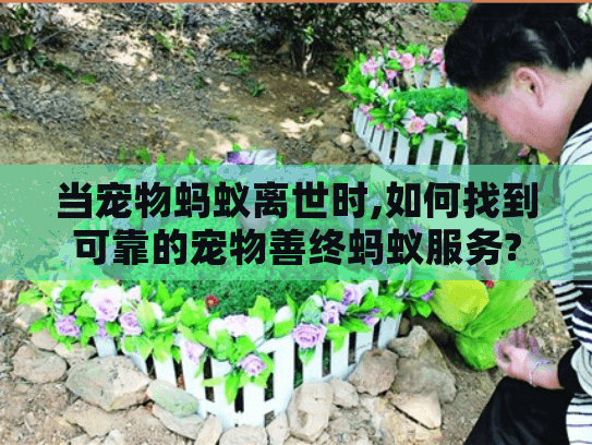 当宠物蚂蚁离世时,如何找到可靠的宠物善终蚂蚁服务?