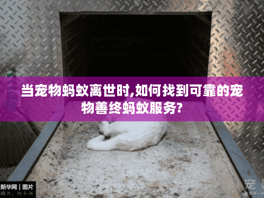 当宠物蚂蚁离世时,如何找到可靠的宠物善终蚂蚁服务?