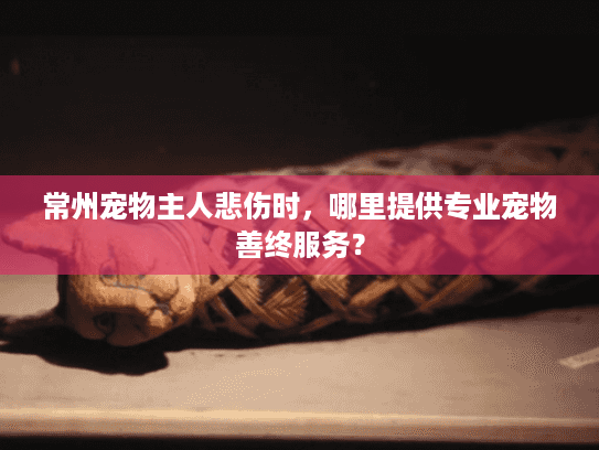 常州宠物主人悲伤时，哪里提供专业宠物善终服务？