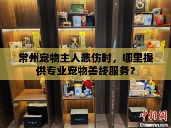 常州宠物主人悲伤时，哪里提供专业宠物善终服务？