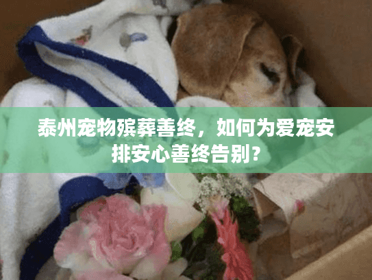 泰州宠物殡葬善终，如何为爱宠安排安心善终告别？