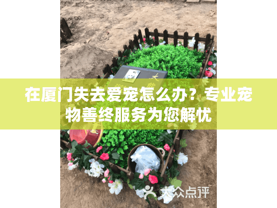 在厦门失去爱宠怎么办？专业宠物善终服务为您解忧
