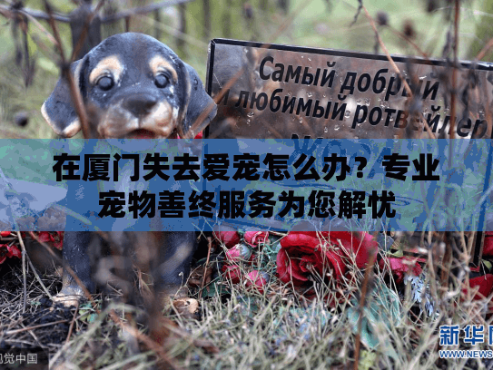 在厦门失去爱宠怎么办？专业宠物善终服务为您解忧