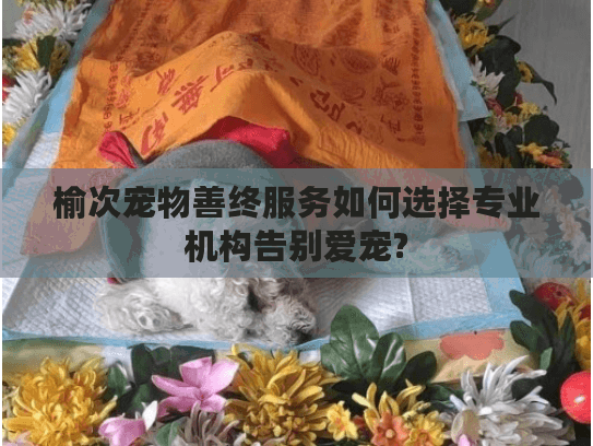 榆次宠物善终服务如何选择专业机构告别爱宠?