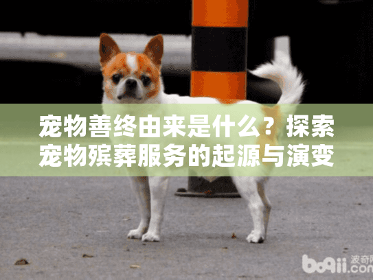宠物善终由来是什么？探索宠物殡葬服务的起源与演变