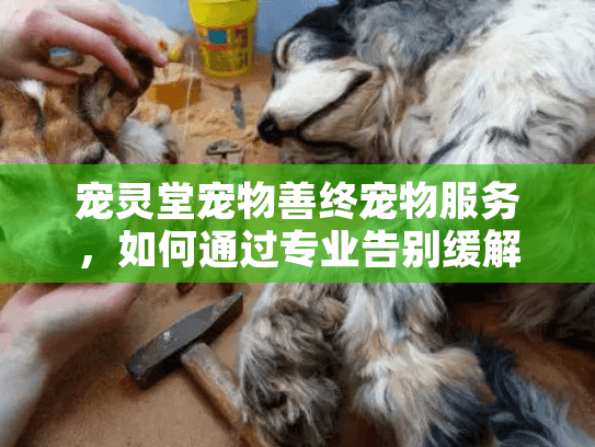 宠灵堂宠物善终宠物服务，如何通过专业告别缓解您的悲伤？