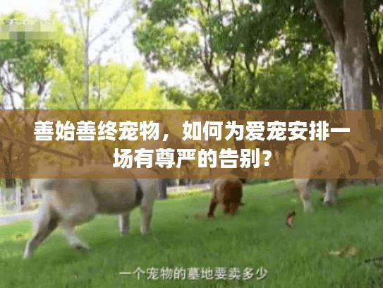 善始善终宠物，如何为爱宠安排一场有尊严的告别？