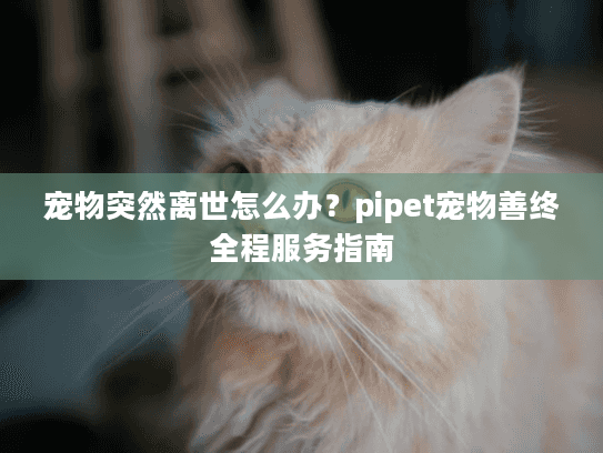 宠物突然离世怎么办？pipet宠物善终全程服务指南