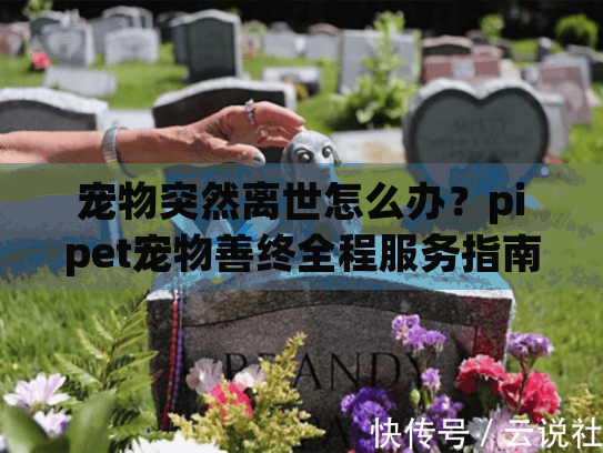 宠物突然离世怎么办？pipet宠物善终全程服务指南