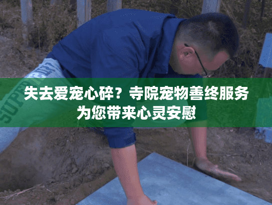 失去爱宠心碎？寺院宠物善终服务为您带来心灵安慰