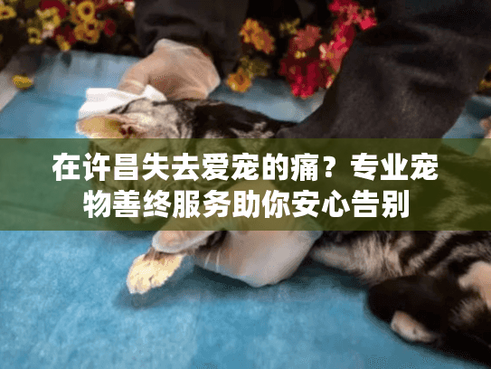 在许昌失去爱宠的痛？专业宠物善终服务助你安心告别
