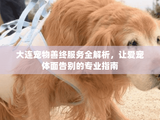 大连宠物善终服务全解析，让爱宠体面告别的专业指南