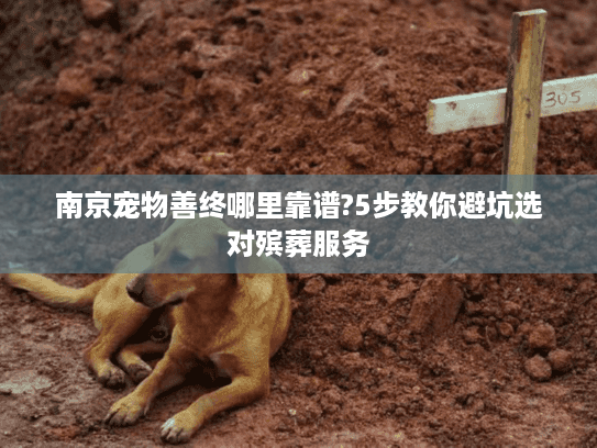 南京宠物善终哪里靠谱?5步教你避坑选对殡葬服务