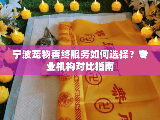 宁波宠物善终服务如何选择？专业机构对比指南