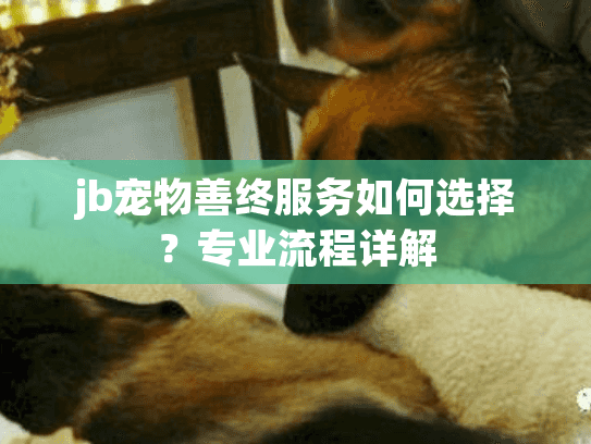 jb宠物善终服务如何选择？专业流程详解