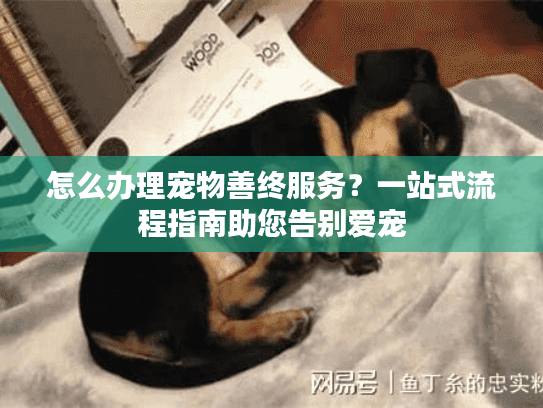 怎么办理宠物善终服务？一站式流程指南助您告别爱宠