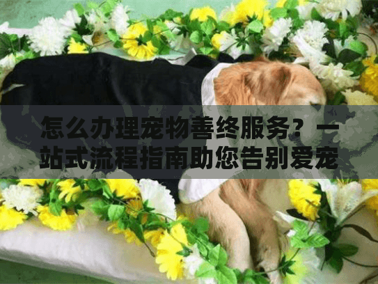 怎么办理宠物善终服务？一站式流程指南助您告别爱宠