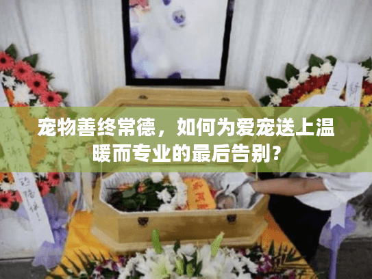 宠物善终常德，如何为爱宠送上温暖而专业的最后告别？