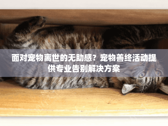 面对宠物离世的无助感？宠物善终活动提供专业告别解决方案