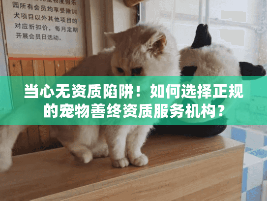 当心无资质陷阱！如何选择正规的宠物善终资质服务机构？