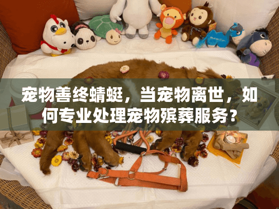 宠物善终蜻蜓，当宠物离世，如何专业处理宠物殡葬服务？