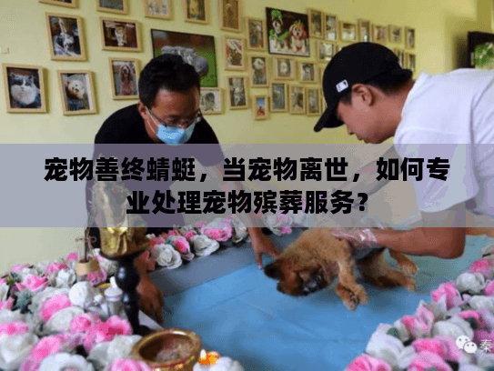 宠物善终蜻蜓，当宠物离世，如何专业处理宠物殡葬服务？