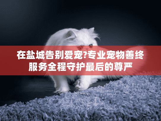 在盐城告别爱宠?专业宠物善终服务全程守护最后的尊严