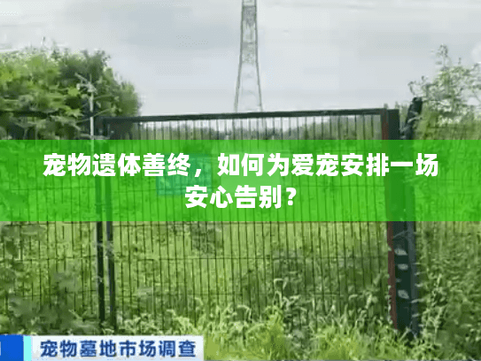宠物遗体善终，如何为爱宠安排一场安心告别？