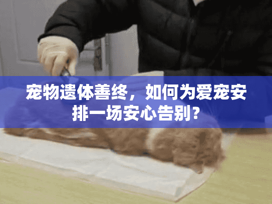 宠物遗体善终，如何为爱宠安排一场安心告别？