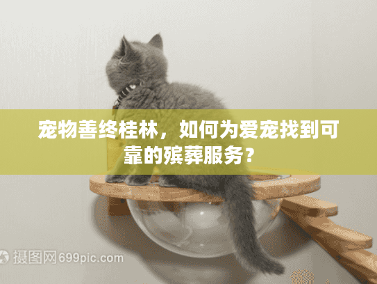 宠物善终桂林，如何为爱宠找到可靠的殡葬服务？