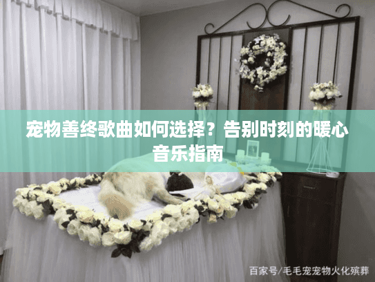 宠物善终歌曲如何选择？告别时刻的暖心音乐指南