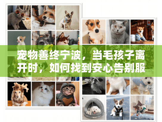 宠物善终宁波，当毛孩子离开时，如何找到安心告别服务？