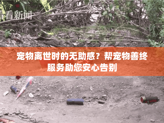 宠物离世时的无助感？帮宠物善终服务助您安心告别