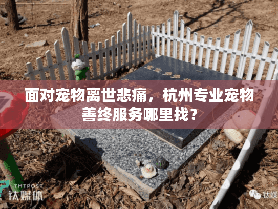 面对宠物离世悲痛，杭州专业宠物善终服务哪里找？