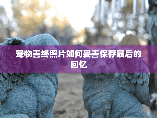 宠物善终照片如何妥善保存最后的回忆