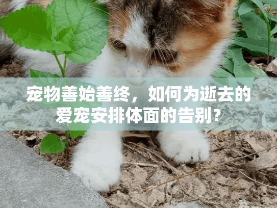 宠物善始善终，如何为逝去的爱宠安排体面的告别？