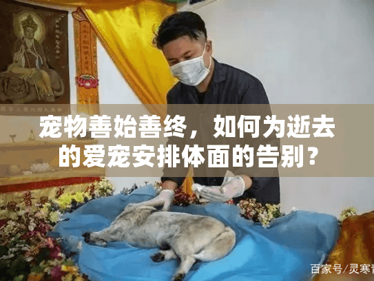 宠物善始善终，如何为逝去的爱宠安排体面的告别？