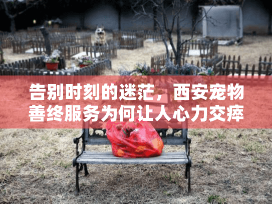 告别时刻的迷茫，西安宠物善终服务为何让人心力交瘁？