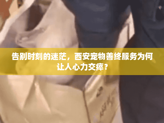 告别时刻的迷茫，西安宠物善终服务为何让人心力交瘁？