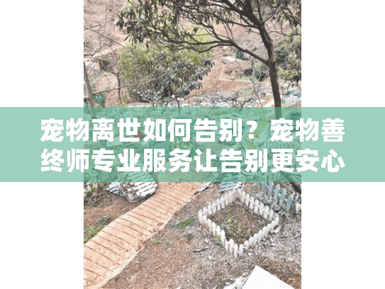 宠物离世如何告别？宠物善终师专业服务让告别更安心