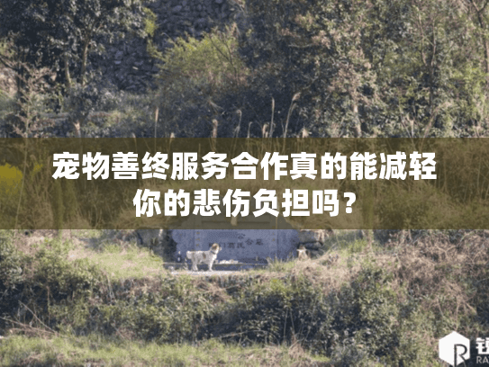 宠物善终服务合作真的能减轻你的悲伤负担吗？