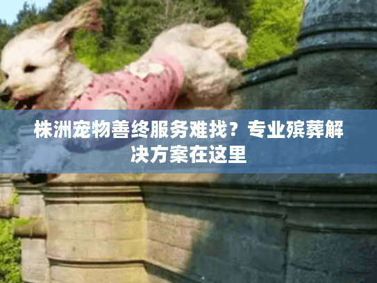 株洲宠物善终服务难找？专业殡葬解决方案在这里