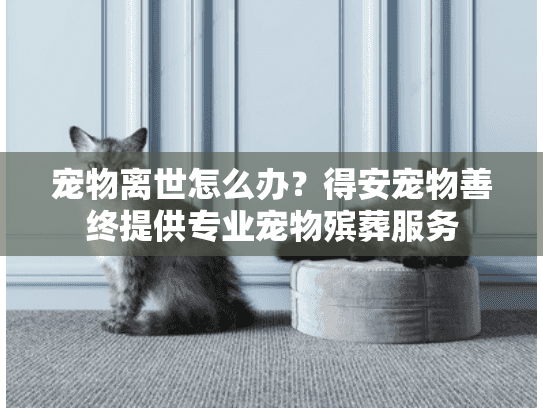 宠物离世怎么办？得安宠物善终提供专业宠物殡葬服务
