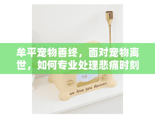 牟平宠物善终，面对宠物离世，如何专业处理悲痛时刻？