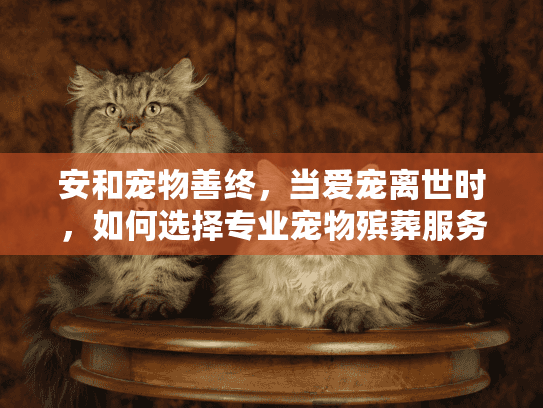 安和宠物善终，当爱宠离世时，如何选择专业宠物殡葬服务？