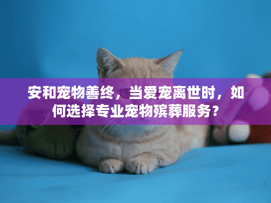 安和宠物善终，当爱宠离世时，如何选择专业宠物殡葬服务？