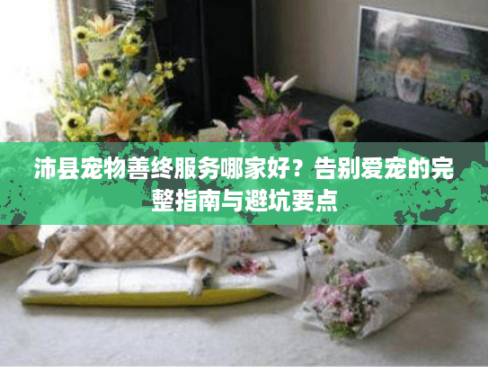 沛县宠物善终服务哪家好？告别爱宠的完整指南与避坑要点
