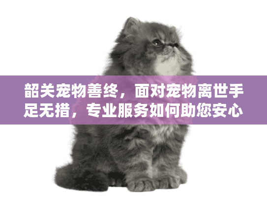 韶关宠物善终，面对宠物离世手足无措，专业服务如何助您安心告别？