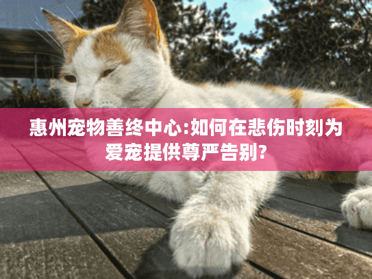 惠州宠物善终中心:如何在悲伤时刻为爱宠提供尊严告别?