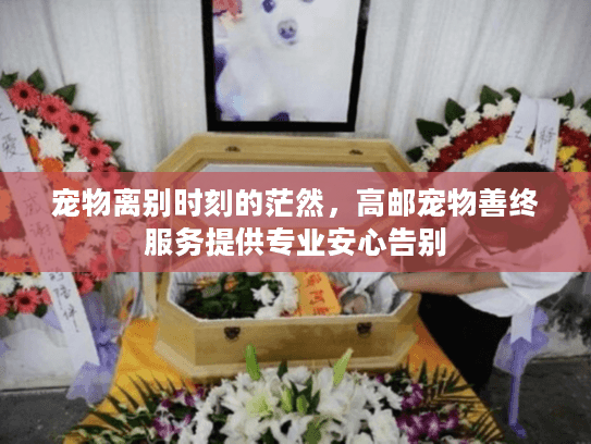 宠物离别时刻的茫然，高邮宠物善终服务提供专业安心告别